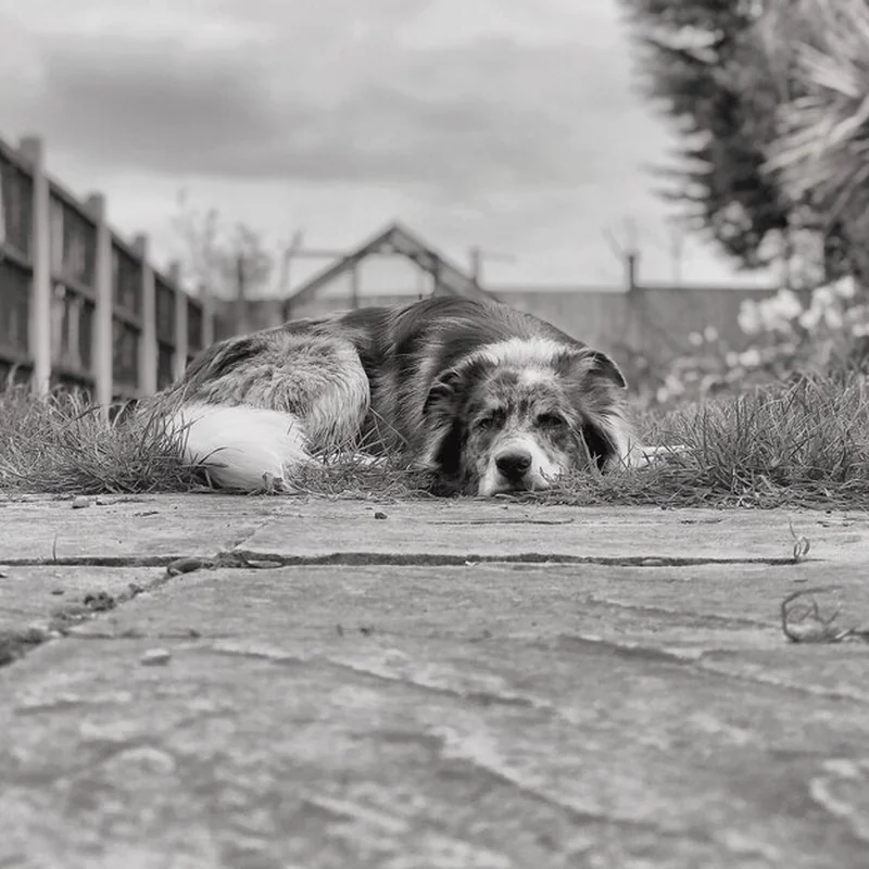 Jak poradzić sobie ze stratą psa? Nasze wskazówki na żałobę po zwierzęciu