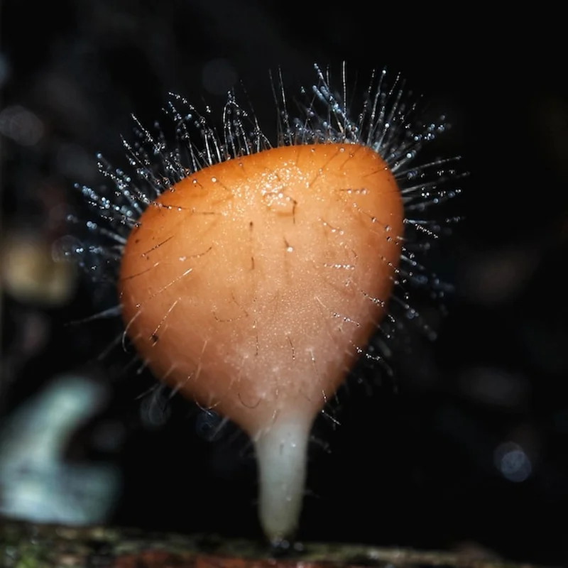 Zbliżenie grzybów na polu