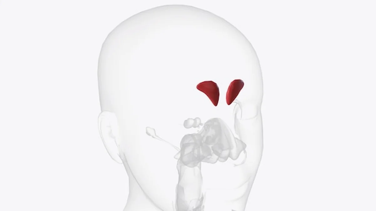 Zatoki czołowe za grzbietami czołówek